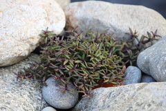 Mediocalcar decoratum