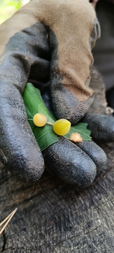 Beech Gall Midge