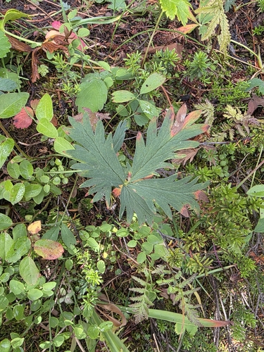 Potentilla diversifolia observed 2026-08-31