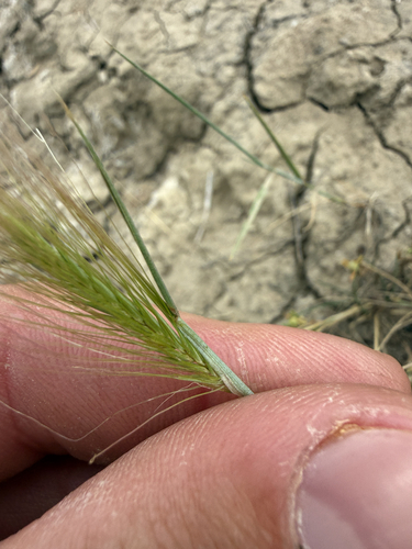 Foxtail Barley