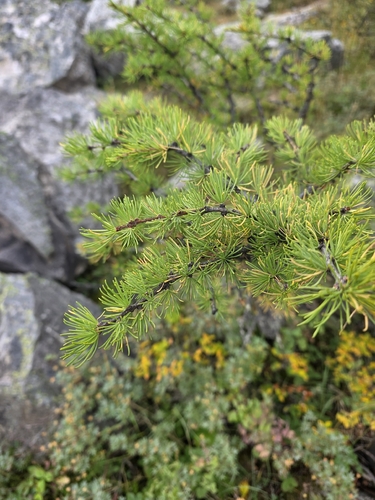 Larix lyallii, photograph 1