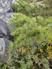 Larix lyallii, photograph author not stated, no rights reserved