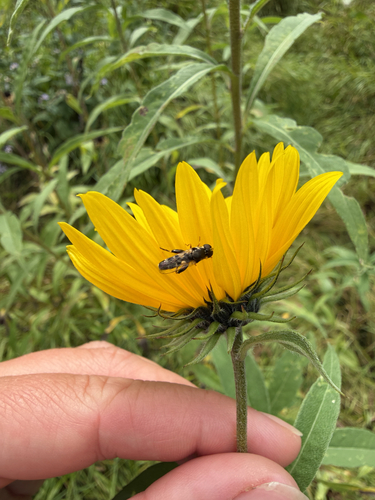 Thick-legged Hover Fly