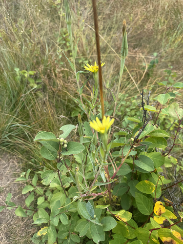 Yellow Salsify