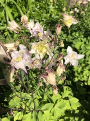 Aquilegia coerulea