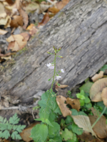 enchanter's-nightshade