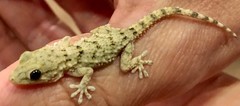 Tarentola mauritanica