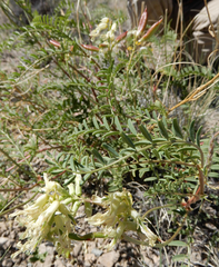 Astragalus praelongus