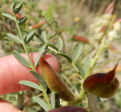 Astragalus praelongus