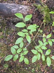 Vaccinium membranaceum, photograph author not stated, no rights reserved