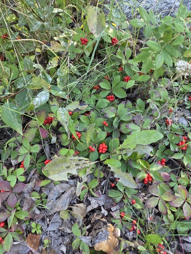 Canadian bunchberry