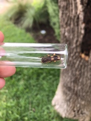 Tylonotus bimaculatus