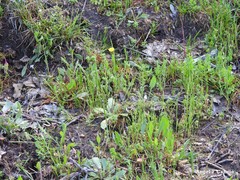 Arnoseris minima