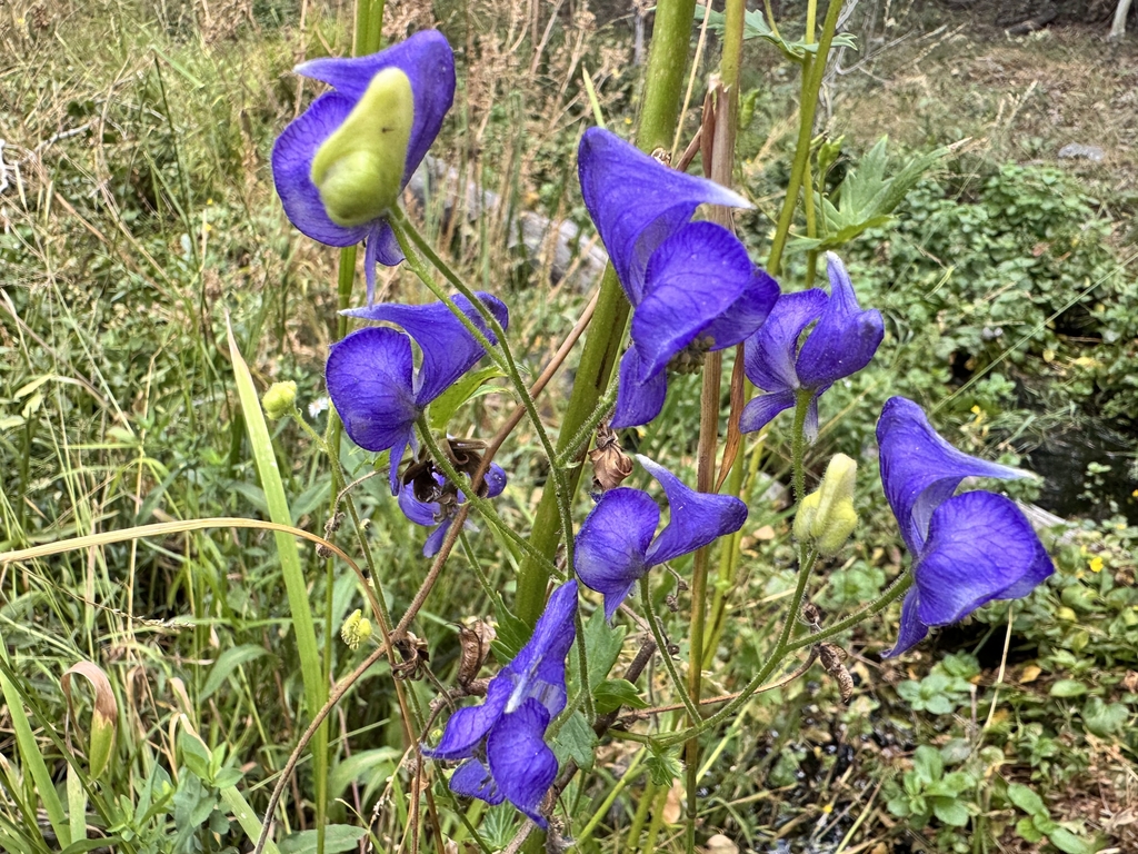 Aconitum columbianum; photograph (c) Matt Lavin, some rights reserved (CC BY-SA)