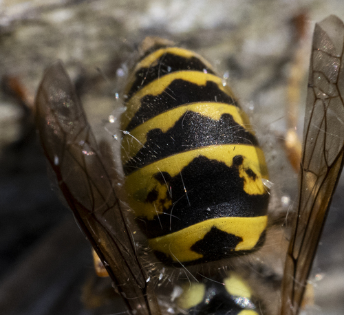 Common European Yellowjacket