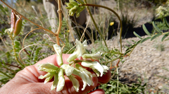 Astragalus praelongus