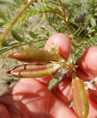 Astragalus praelongus