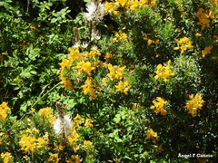 Adenocarpus hispanicus