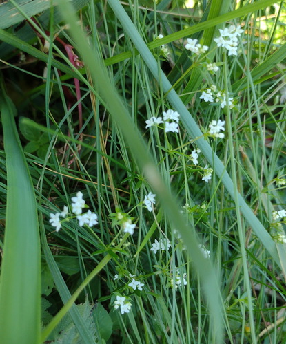 Galium uliginosum