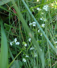 Galium uliginosum