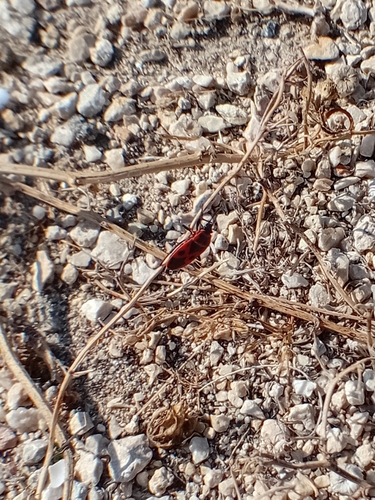 European Firebug