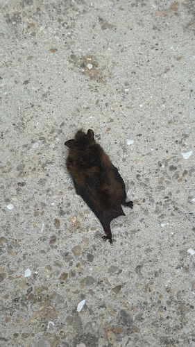 Evening Bat observed by shiningnight