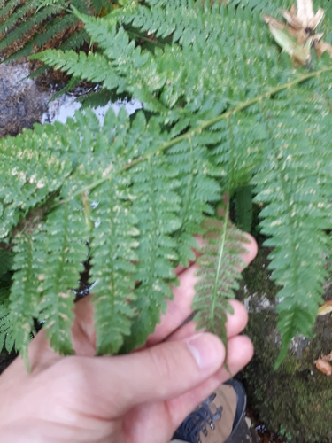 Common Lady Fern