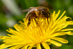 Apis mellifera