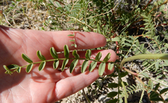 Astragalus praelongus