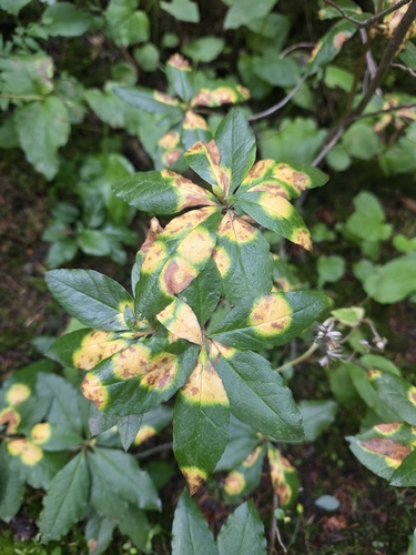 Exobasidium burtii, 2026-08-31