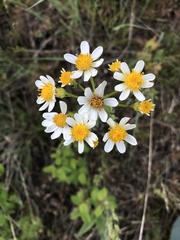 Senecio integerrimus ochroleucus