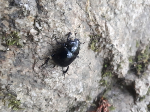 Woodland Dor Beetle