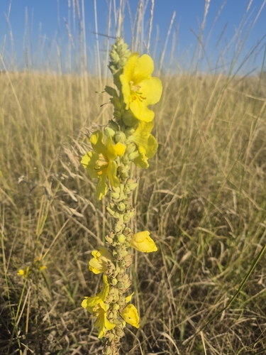 Orange Mullein