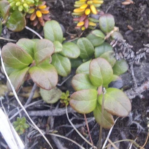 Lingonberry