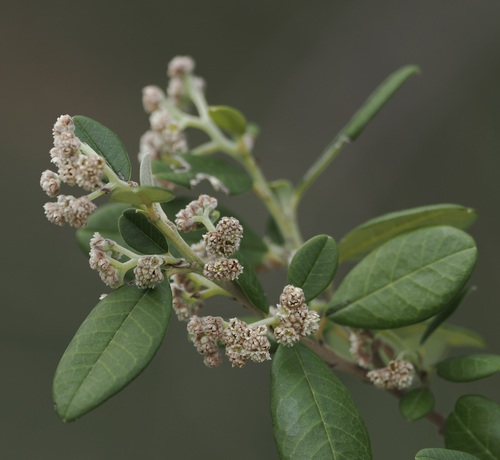 Spyridium globulosum, photograph 4