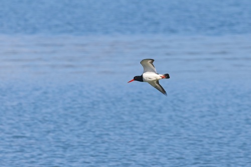 Eurasian Oystercatcher