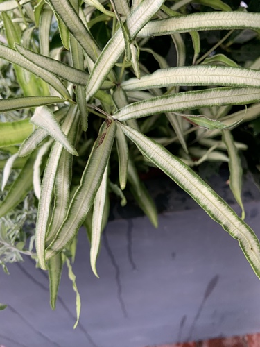 Pteris nipponica iNat (3)