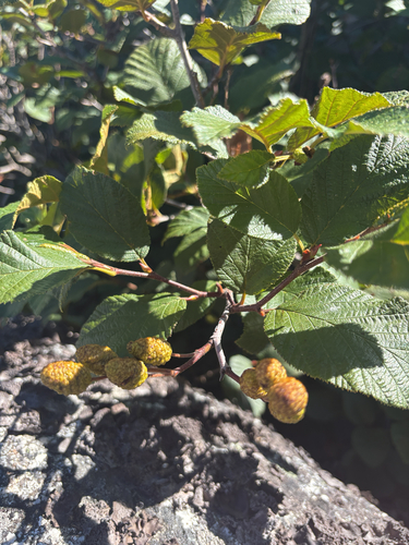 green alder