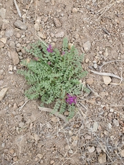 Astragalus iodanthus