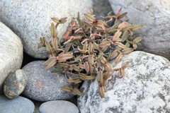 Epidendrum porpax