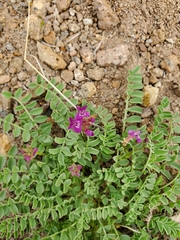 Astragalus iodanthus