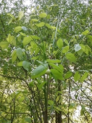 Phylloxera caryaecaulis