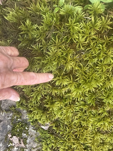 Climacium americanum observed 2026-08-31