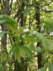 Phylloxera caryaecaulis