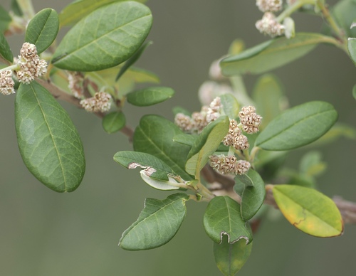 Spyridium globulosum, photograph 3