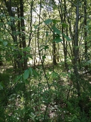 Phylloxera caryaecaulis