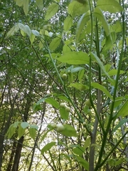 Phylloxera caryaecaulis