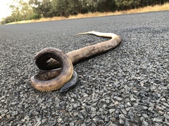 Aspidites melanocephalus