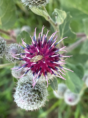 Alfalfa Plant Bug