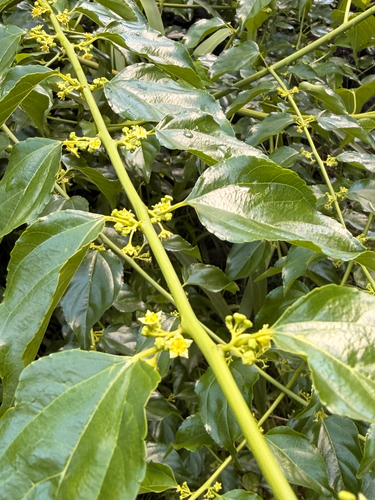 Colubrina, 2026-08-13